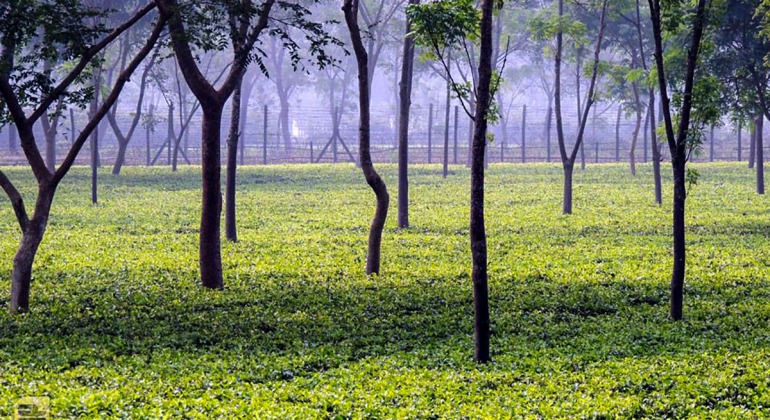 ঈদে ভ্রমণ হোক শ্রীমঙ্গলে