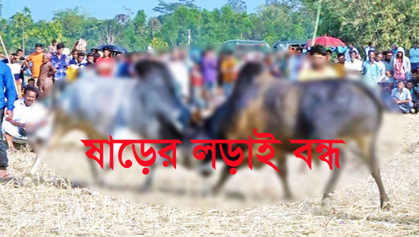 এম বাংলায় সংবাদ প্রকাশ: বিশ্বনাথে ষাঁড়ের লড়াই বন্ধ