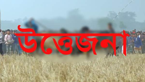 বিশ্বনাথে ষাঁড়ের লড়াই নিয়ে দু’পক্ষে চরম উত্তেজনা