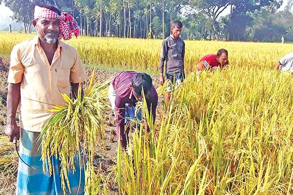 আমন সংগ্রহ কার্যক্রম ভেস্তে গেছে